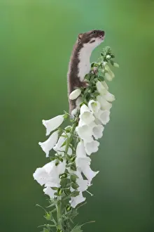 Foxgloves Prints: Weasel Male climbing foxglove
