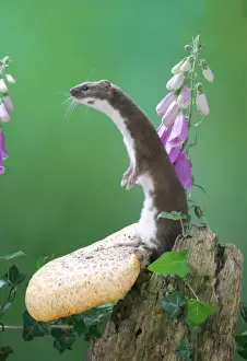 Foxgloves Prints: Weasel Male on fungus