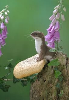 Weasel - male on fungus