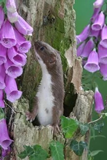 Weasel - male in hollow stump