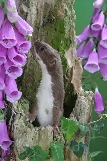 Weasel Male in hollow stump