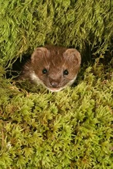 Weasel - Male in moss, Close up of head