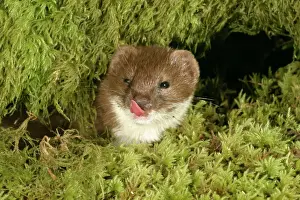 Licking Prints: Weasel Male in moss, licking lips Close up of head West Wales, UK