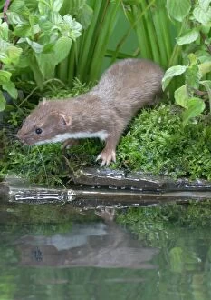 Weasel - male by water