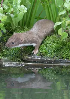 Weasels Prints: Weasel Male by water Bedfordshire, UK