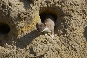 Weasel - Raiding Sand Martin Nests Mustela nivalis Finland MA001682