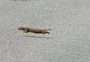 Images Dated 1st July 2007: Weasel - running