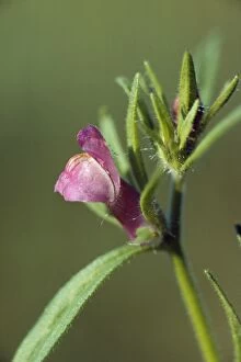 Arable Gallery: WEASEL SNOUT - close-up of purple flower