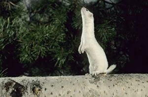 Weasel in white winter fur - adult