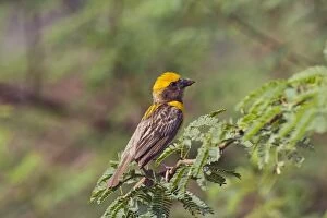 Images Dated 28th August 2008: Weaver Bird - male