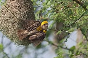 Images Dated 28th August 2008: Weaver Bird (male) displaying at newly built nest