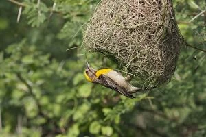 Weaver Bird (male) hanging underneath newly built nest