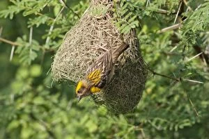 Weaver Bird - male outside newly built nest
