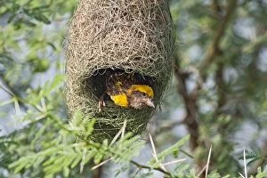 Weaver Bird (male) peeping outside newly built nest
