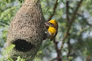 Weaver Bird (male) weaving nest