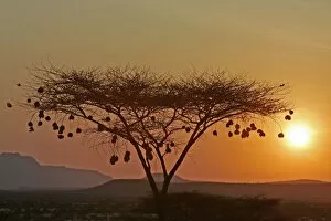 Weaver Bird nests silhouetted in tree at sunset