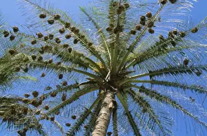 Gambia Prints: Weaver Birds - nests in tree Gambia