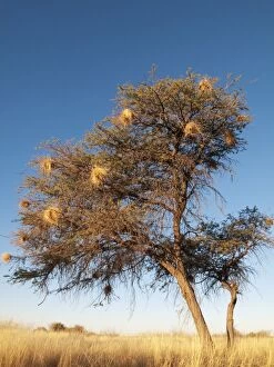 Weaver nests in tree