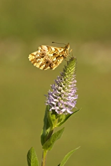 Weavers Gallery: Weaver's fritillary - Underside, resting on flower head