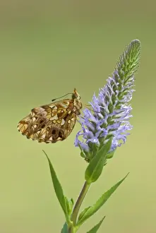 Weavers Prints: Weaver's fritillary Underside, on flower head Aggtelek National Park Hungary