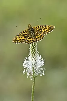 Images Dated 24th June 2008: Weaver's fritillary - Upperside, resting on plantain