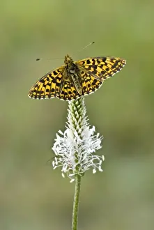 Weavers Prints: Weaver's fritillary Upperside, resting on plantain Aggtelek National Park Hungary