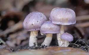 Images Dated 23rd February 2009: Webcap Fungi - The Netherlands, Flevoland, Waterloopbos
