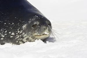Images Dated 17th October 2007: Weddel Seal Leptonychotes weddellii Half Moon Island Antarctica MA001446