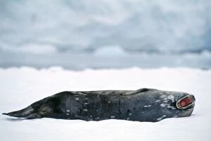 Images Dated 26th January 2007: Weddell Seal