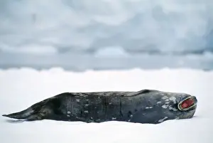Weddell Seal