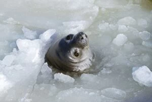 Images Dated 9th August 2007: Weddell Seal - at breathing hole Antarctica