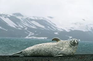 Images Dated 9th August 2007: Weddell Seal Deception Island Antarctic Peninsula