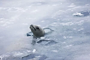 Weddell Seal (Leptonychotes weddellii) in