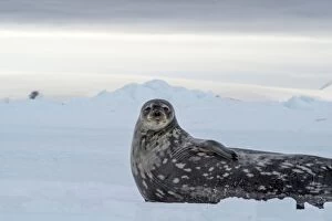 Images Dated 17th February 2016: Weddell Seal lying on ice