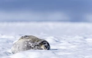 Images Dated 11th January 2015: Weddell Seal lying on ice