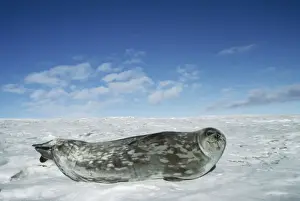 Weddell Seal Mac Murdo Sound, Antarctica