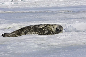 Weddell seal - pup on ice
