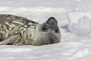 <b class=qtipBold><figcaption>Weddell seal - pup on ice</figcaption></b><br>WAT-13653 Weddell seal - pup on ice. Snow Hill Island - Antarctic Leptonychotes weddellii M. Watson Please note that prints are for personal display purposes only and may not be reproduced in any way.<br><em>© ? M.Watson/ardea.com</em> Weddell seal - pup on ice