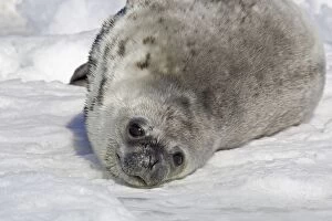 Weddell seal - pup on ice