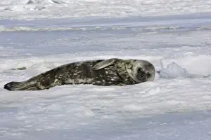 Weddell seal - pup on ice. Snow Hill Island - Antarctic Pennisular