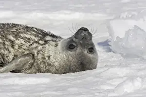 Weddell seal - pup on ice. Snow Hill Island - Antarctic Pennisular