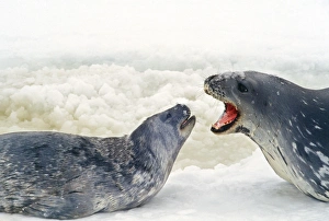 Images Dated 9th August 2007: Weddell Seal - 'talking' to pup