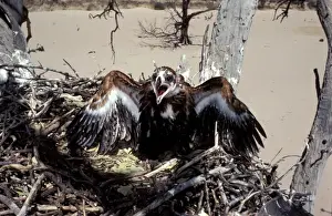 Nervous Prints: Wedge-tailed eagle - chick in nest