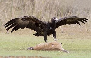 Aquila Gallery: Wedge-tailed Eagle about to eat an Agile Wallaby