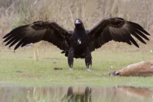 Scavenging Prints: Wedge-tailed Eagle about to eat an Agile Wallaby (Macropus agilis) Reasonably common throughout most of Australia