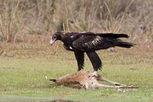 Aquila Gallery: Wedge-tailed Eagle eating Agile Wallaby