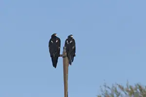 Wedge Tailed Prints: Wedge-tailed Eagle - A female and male near Apatula Aboriginal Community