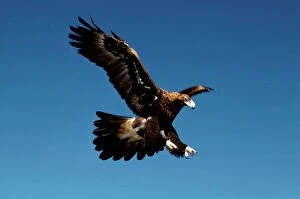 Raptors Collection: Wedge-tailed eagle in flight