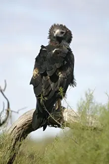 Wedge Tailed Prints: Wedge-tailed Eagle Just north of the South Australian/ Northern Territory border