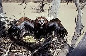 Nervous Prints: Wedge-tailed eagle - large chick at nest